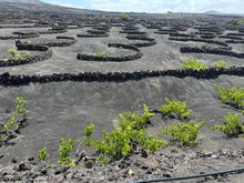 Lava stone windbreaks protect deeply embedded grape vines