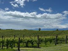 Gravity Cellars Vineyards