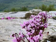 We heard about the the wild spring flowers of the Peloponnese but these wild cyclamen were showing off in October.