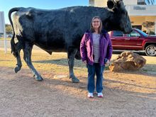Lots of bronze cattle in Waco.
