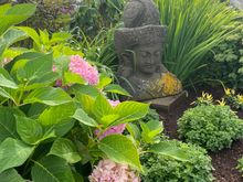 Buddha and hydrangeas - couldn't ask for a better combination