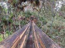 Canopy walkway with swinging bridge at Myakka River State Park. 