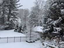 Many of these trees are very tall - they look much smaller in the photo. 