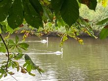 Swans on the River Severn, part of which is a swan sanctuary.