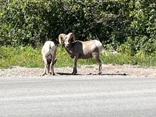 Big horn sheep 