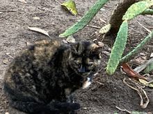 I made a little friend in Cadiz in the Parque Genoves