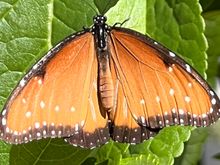 Desert botanical gardens butterfly.