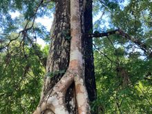 Big strangler fig on this tree