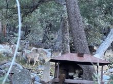 Our mountain neighbors. The ones that don't get stuck in their vehicle.