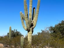 I went to Tucson to see saguaros, mission accomplished.