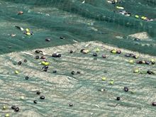 The olives and twigs and leaves on the ground