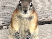Chipmunk has been conditioned to beg for snacks.  Sorry, Theodore, no snacks for you.  