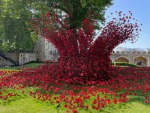 Currently there are all of these flowers everywhere on the grounds. This may be for VE day not sure.