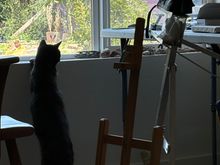 Our indoor Tortie Pippi dreaming of outdoors.