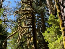 Another one of those velvet moss covered trees