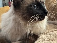 This girl is being fostered by a friend’s cat sitter. We will meet her Saturday. She is two.