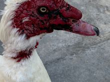 Close up....he looks like a duck, but they call him an "oca."  