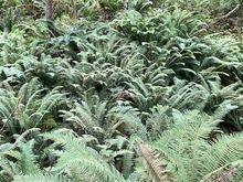 Tons of ferns on the Spruce Nature Trail.  In the past this was all wet land that has been filled in so different types of vegetation, even from the Hall of Mosses walk