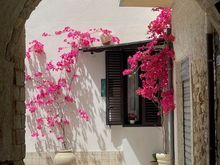 The bougainvillea were blooming everywhere