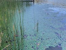 Lily pads in Lake Tahkenitch