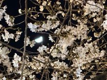 Cherry blossoms by moonlight 