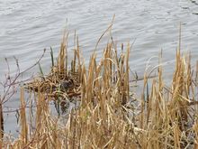 Red Breasted Grebe on his nest, if I get too close he will jump off the nest.!