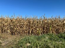 Addie, this is what 90 percent of the landscape looks like in Iowa, in my part of Minnesota and Barbs part of Illinois.