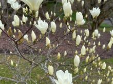 Magnolias