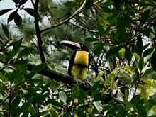 Collared Aracari