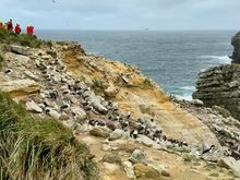 A colony of Rockhoppers and the endangered Black-browed Albatrosses which were also tending to their chicks and keeping their eyes out for certain predatory birds looking to steal eggs or chicks.