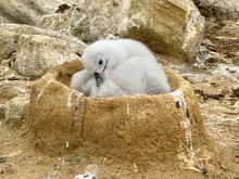 A different adorable Blavk-browed Albatross chick in the nest 