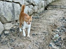 Is this an exotic species?????