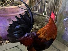 And here is a real rooster from Key West!