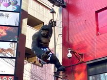 A  not-famous Gorilla 