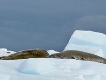 Weddell seals chillin’ on an iceberg.