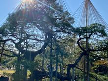 I believe this is the Karasiki Pine, the thousand year old pine, supported by yukitsori, the cone-shaped structure  