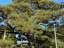 Large pine tree being supported 