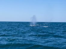 The first one we saw.  I was too excited and busy looking, oohhing and aahhing at the other, closer encounters to even think about my iPhone.