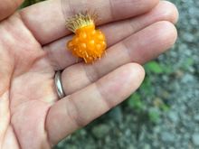 Salmonberry 