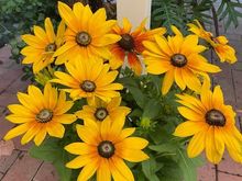 I bought some Rudbekias to cheer up the week. 