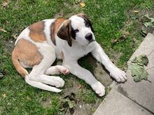 One of the St Bernard puppies at Barryland