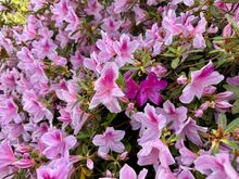 More pretty as