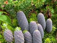 Blue pinecones!