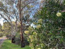 Spring flowering natives, birds like them 