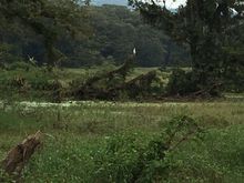 Bayou country, Honduras style, with bird.