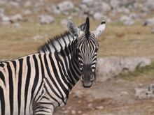 A Burchell’s zebra , their distant cousins,the mountain Zebra are abundant in North-west Namibia.Faint brown line found alongside the black strips.