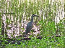 Blue Heron, EvergladesVulture