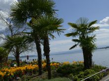 Ahhh flowers and trees and lake.