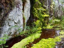 Mossy forest on coastal walk.