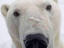Actual picture of polar bear face as he reached up to say hi to us in the tundra buggy!  Churchill Manitoba